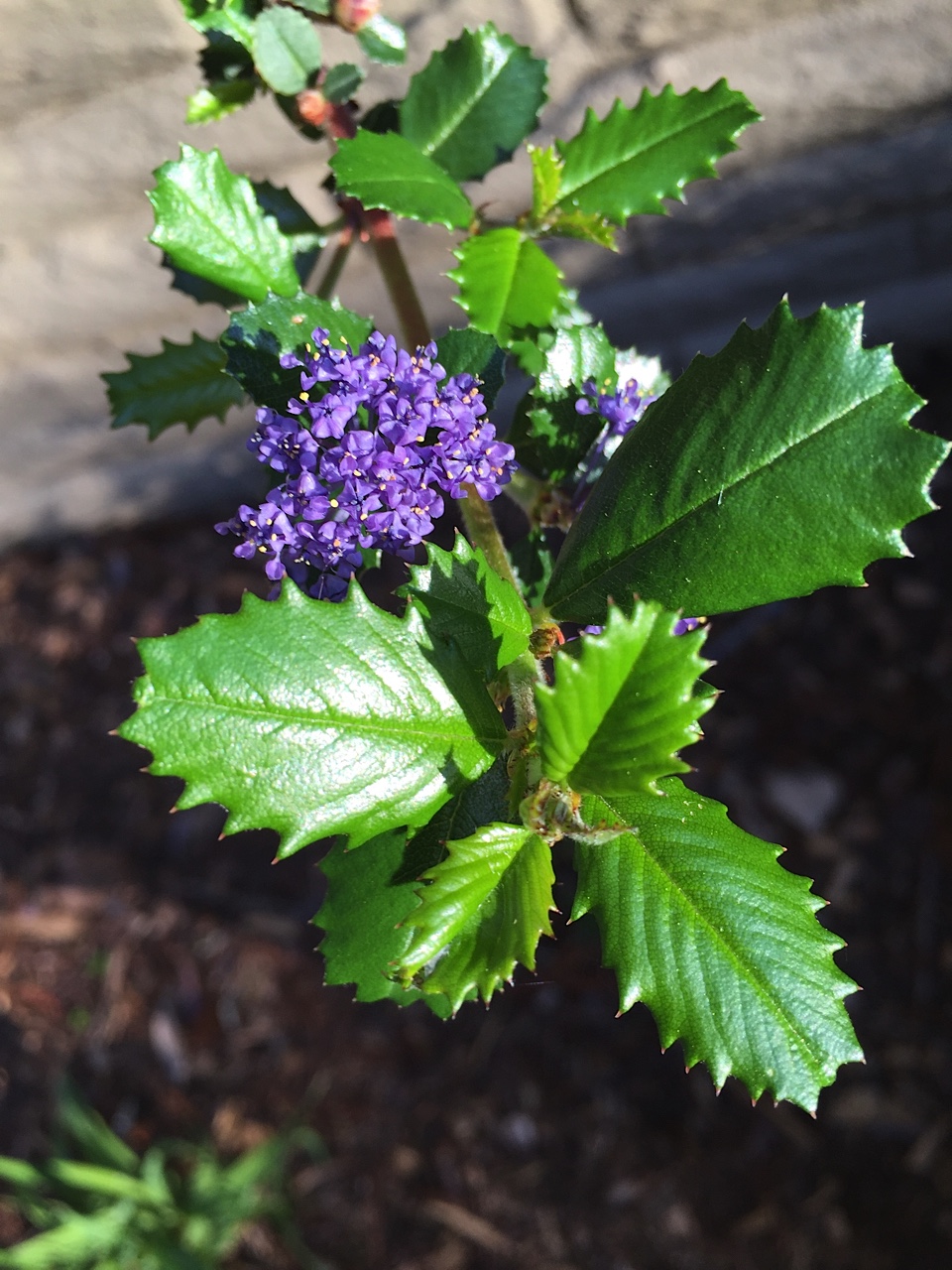 Ceanothus The Most Valuable Plant in your Garden Gardening Tips for