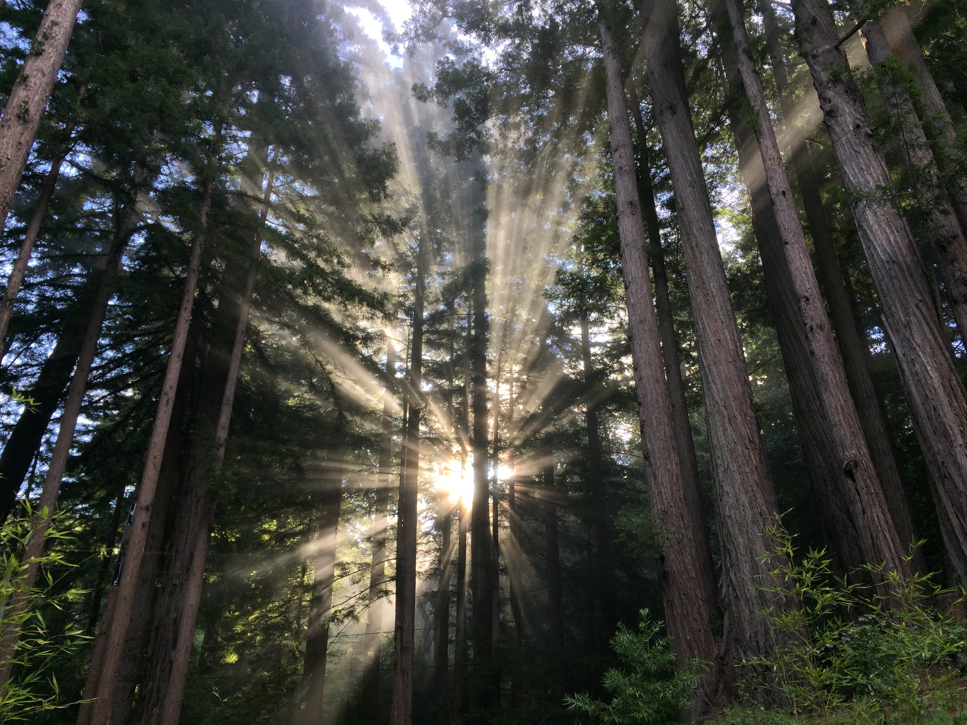 Arbor Day in California | Gardening Tips for the Santa Cruz Mountains