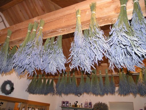 Dry lavender in bundles