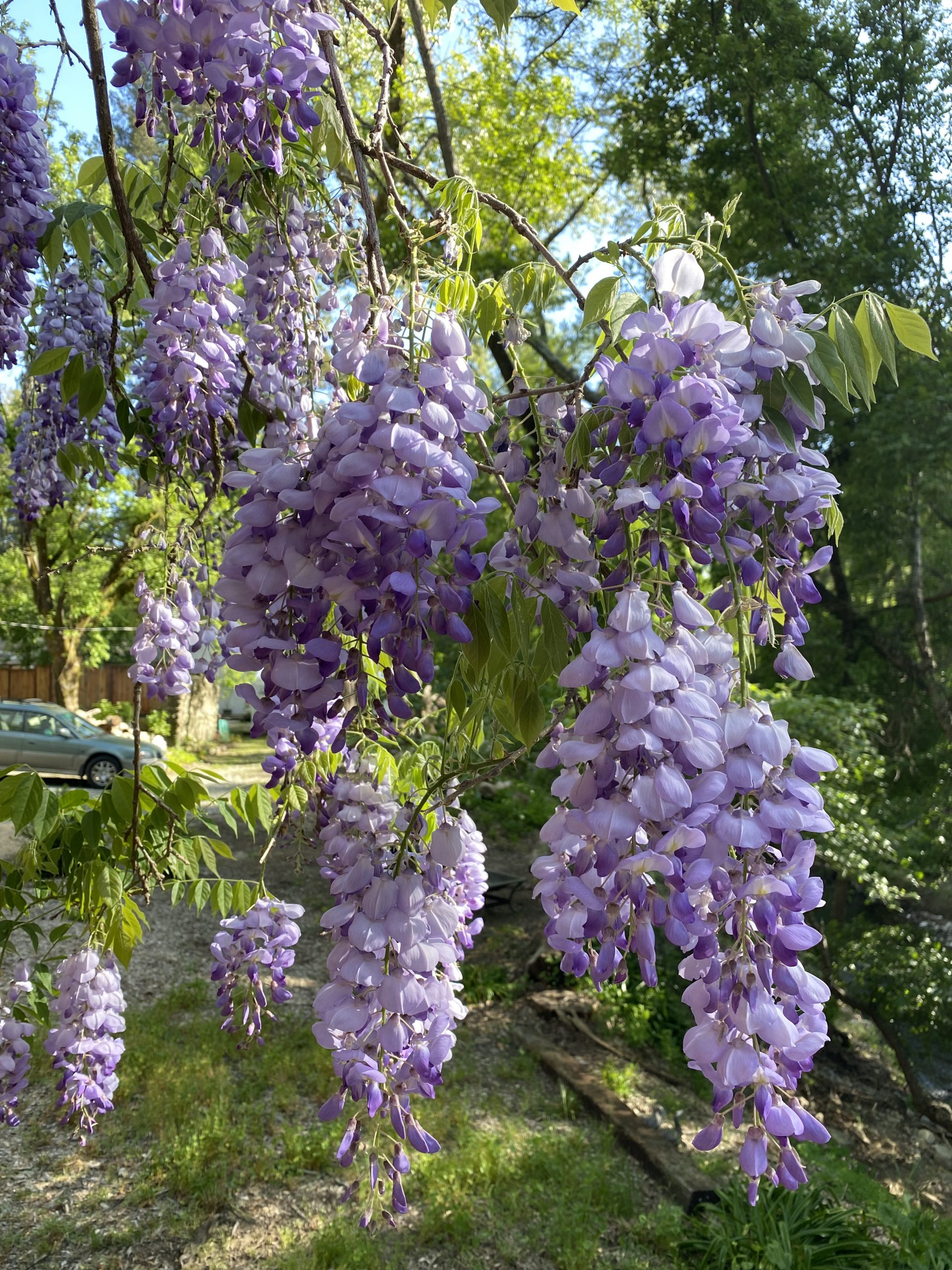 All You Need to Know About Wisteria | Gardening Tips for the Santa