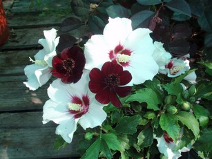 Rose of Sharon Red Heart